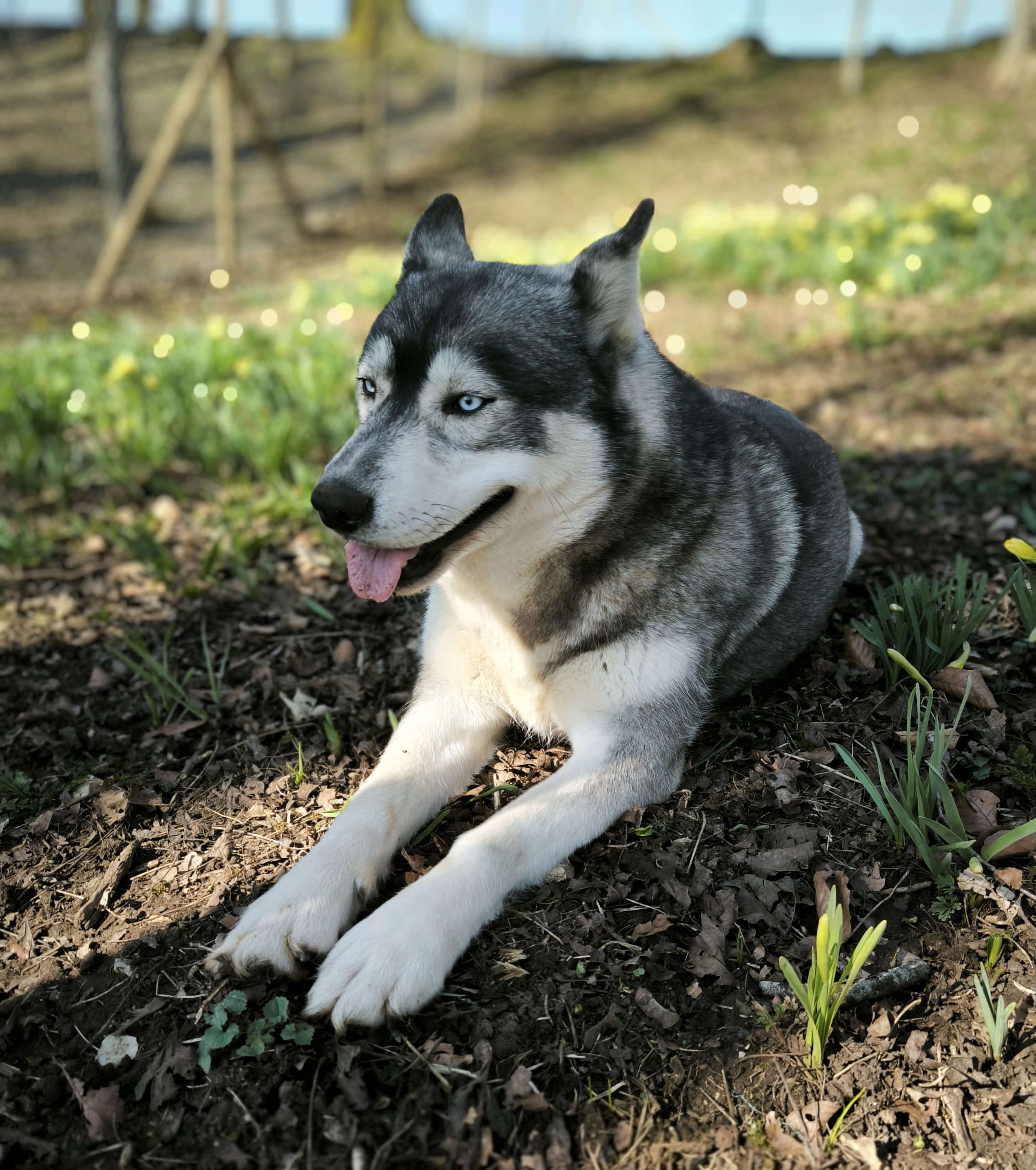 IMG_20250306_135821 Ti-Louve fille de Hot Pepper & Reclik